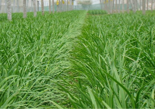 萊西實施韭菜產品“雙證制”管理，保障食品安全與消費信任